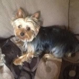 Meet your Posher, Socorro